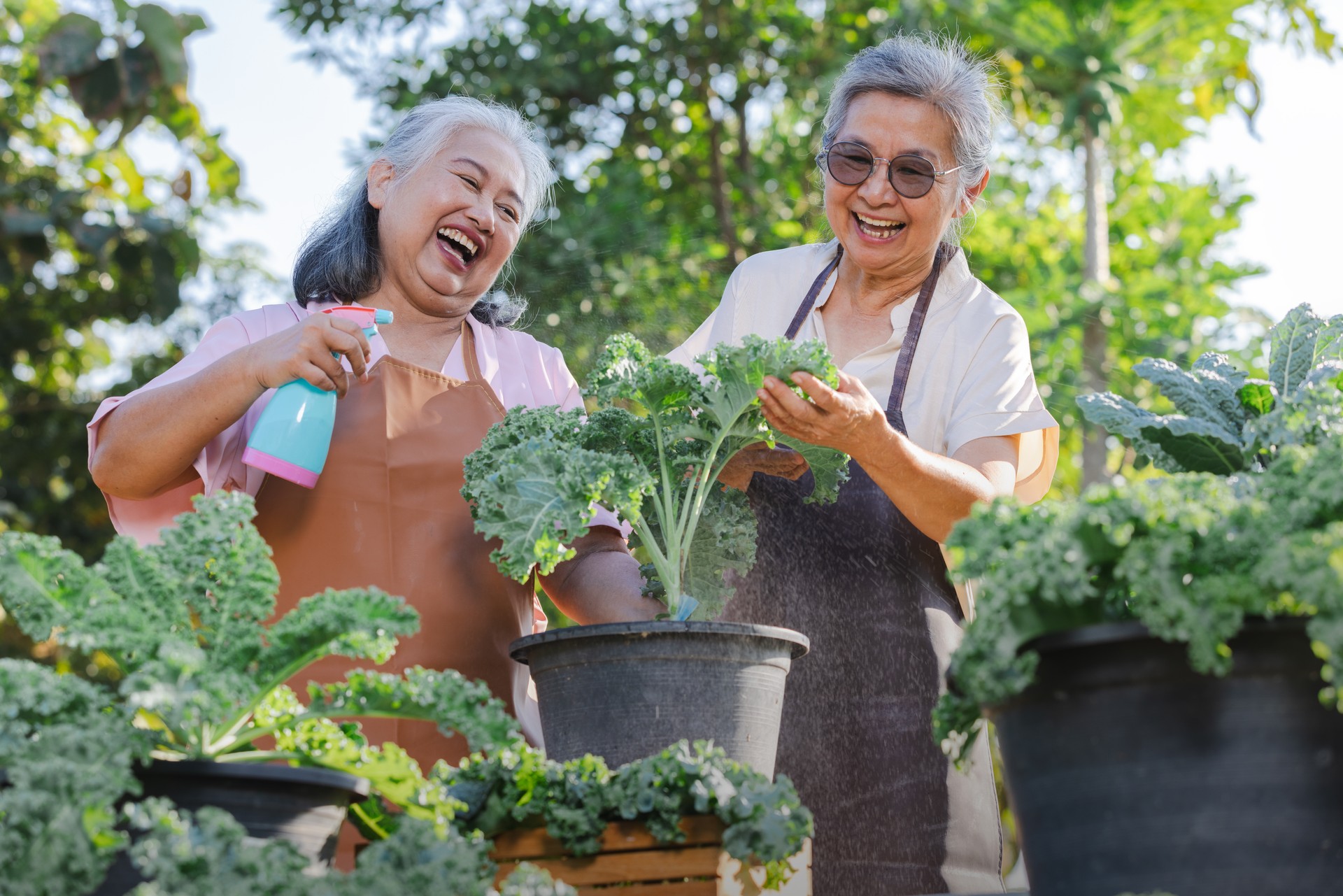 Two elderly Asian women care for kale in the garden.